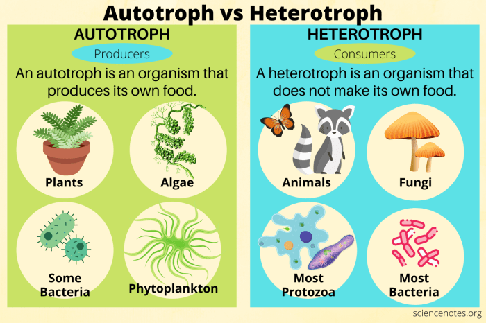 Mengapa tumbuhan hijau disebut organisme autotrof