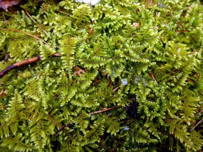 Mosses moss backyard brocade five maine