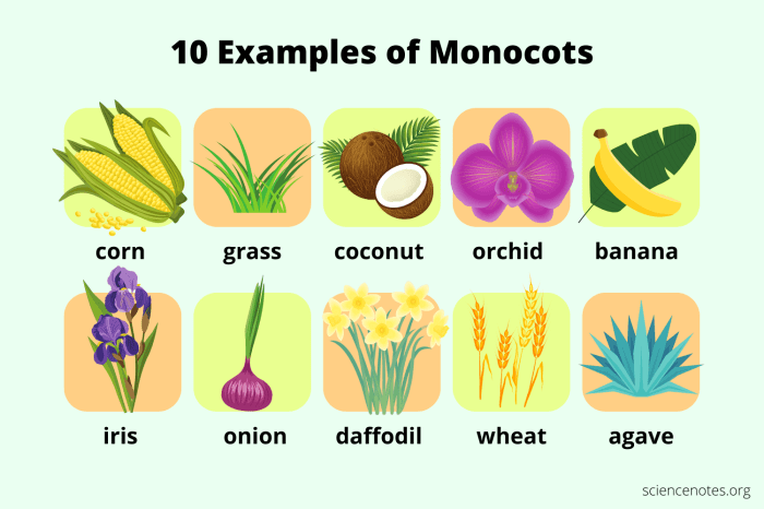 Plants diagram plant onion external dicot features mustard monocot diagrams stem drawing google onions search experiment study native planting choose