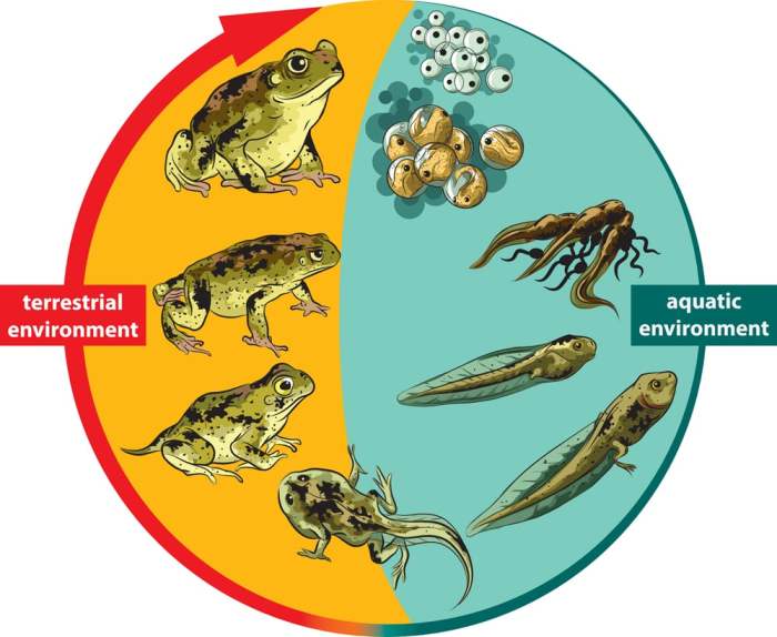 Lungs amphibians breathe respiratory oxygen