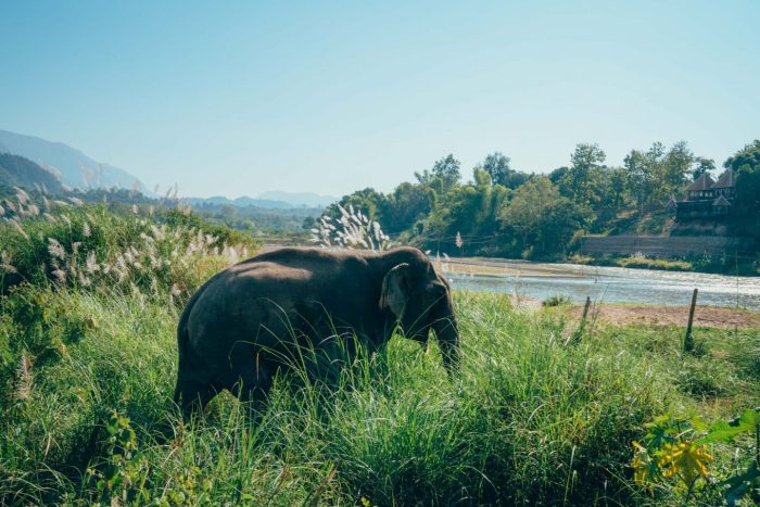 Negara seribu gajah