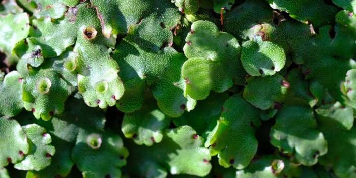 Liverworts facts benefits quick