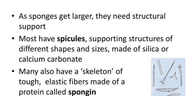 Mengapa porifera disebut juga hewan spons
