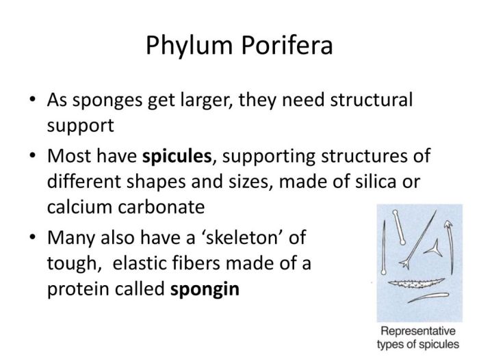 Mengapa porifera disebut juga hewan spons