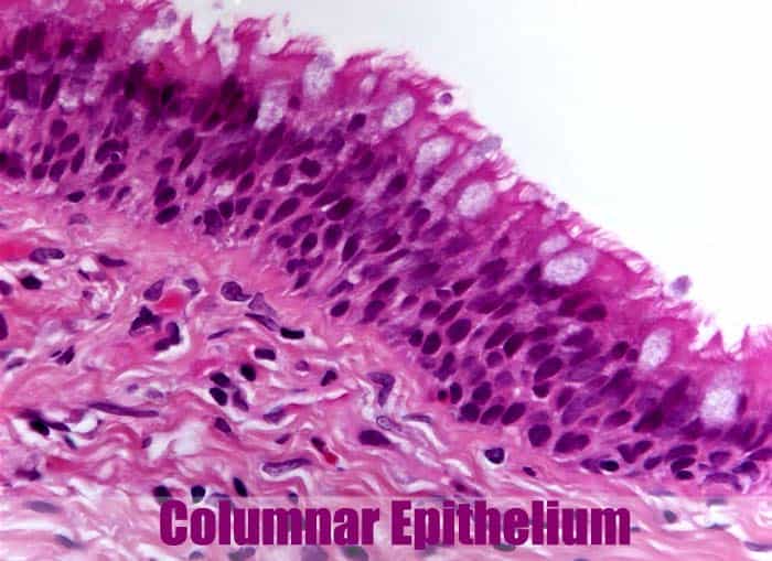 Columnar epithelium pseudostratified histology anatomy bioexplorer