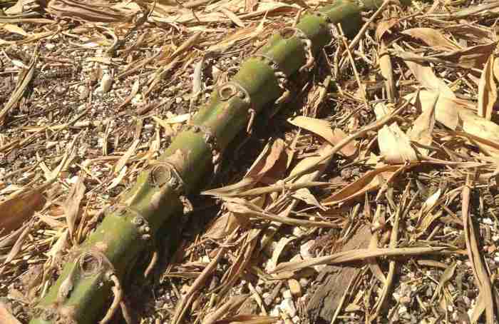 Permainan lompat bambu