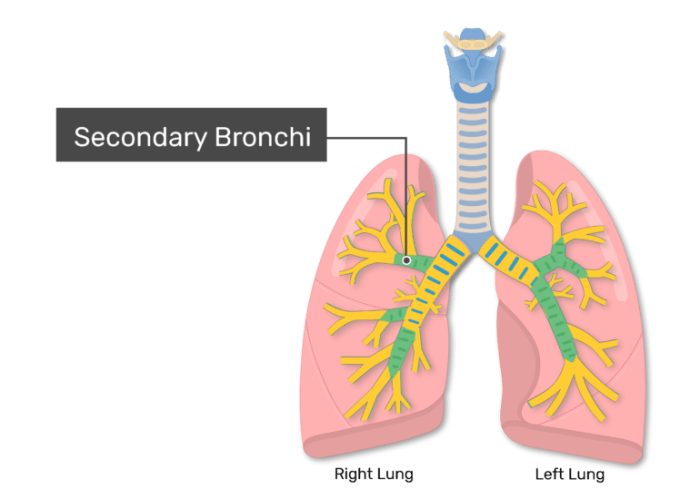 Bronchioles structure affected