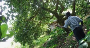 Tanah dikatakan subur jika tanah kaya akan