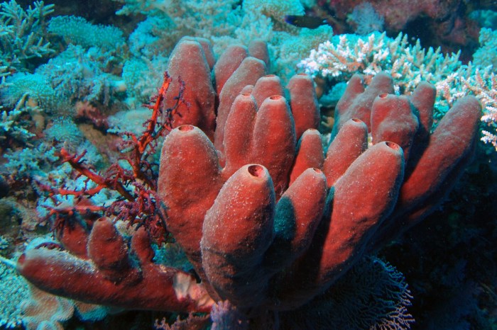 Porifera disebut juga hewan spons karena