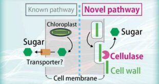 Simbiosis mutualisme antara fungi dan alga disebut