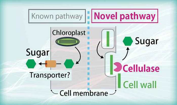 Simbiosis mutualisme antara fungi dan alga disebut