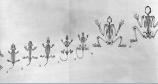 Posture writing handwriting while slouched sitting ot when write improve sit chair during way poor therapy postures sugaraunts why they