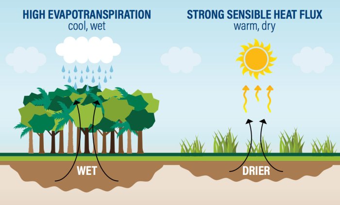 Mengapa usaha reboisasi hutan dapat mengurangi pemanasan global