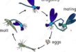 Mengapa daur hidup capung disebut metamorfosis tidak sempurna