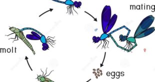 Mengapa daur hidup capung disebut metamorfosis tidak sempurna