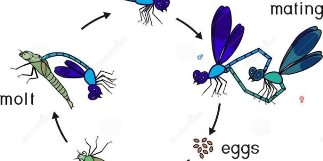 Mengapa daur hidup capung disebut metamorfosis tidak sempurna