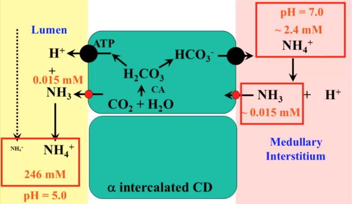 Pcdn acids lewis