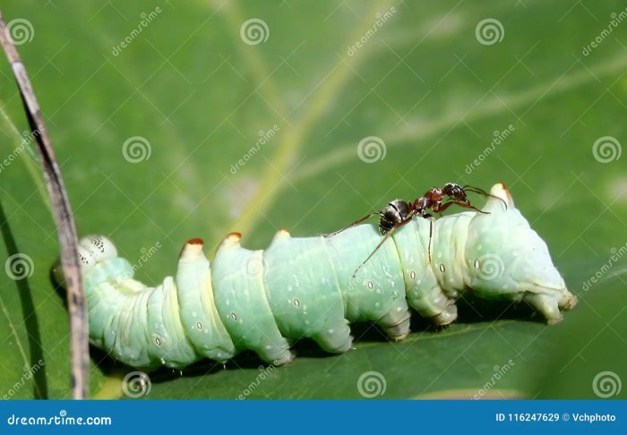 Ant caterpillar attacked has