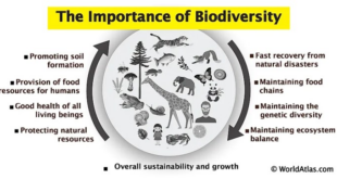 Biodiversity importance animal visit diversity humans