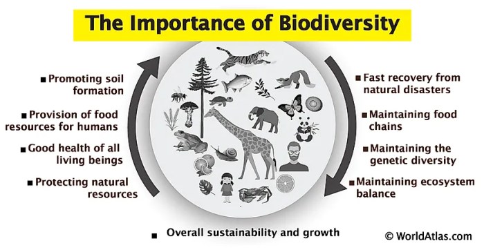 Biodiversity importance animal visit diversity humans