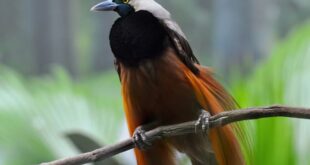 Burung cendrawasih termasuk hewan