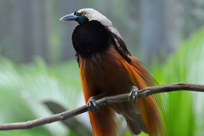 Burung cendrawasih termasuk hewan