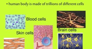 Unit life functional structural cell called why