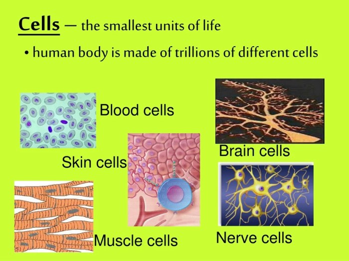 Unit life functional structural cell called why