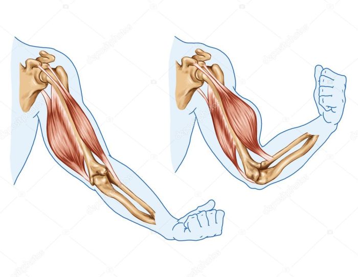 Fascia muscle tissue connective system muscular covering anatomy organ skeletal human body coverings picture physiology surrounded each pearson education inc