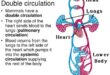 Mengapa peredaran darah manusia disebut peredaran darah ganda