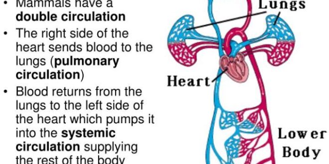 Mengapa peredaran darah manusia disebut peredaran darah ganda