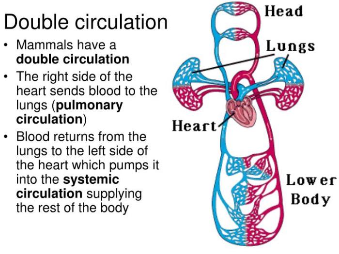 Mengapa peredaran darah manusia disebut peredaran darah ganda