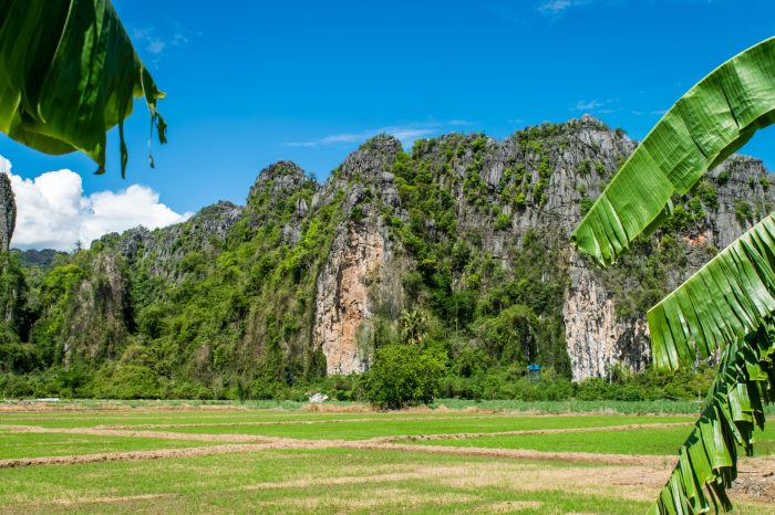 Hasil pertanian terbesar di negara thailand adalah