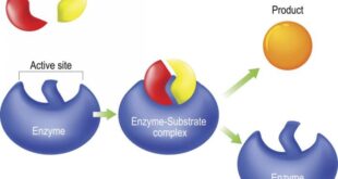 Mengapa enzim disebut biokatalisator