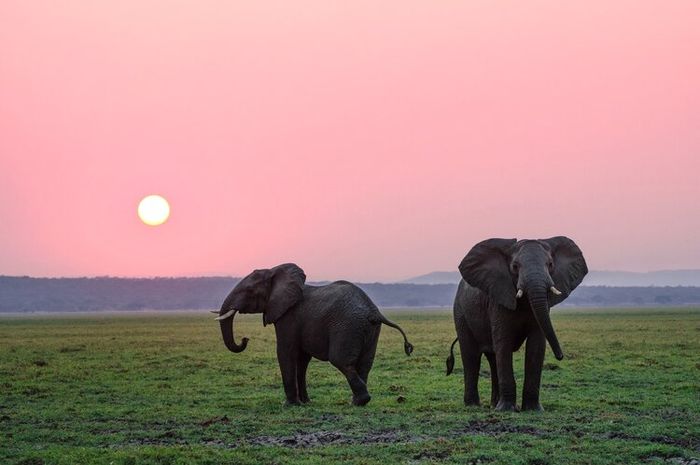 Fauna pembagian wallace weber hewan lydekker