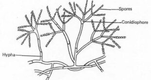 Mengapa deuteromycota disebut fungi imperfecti