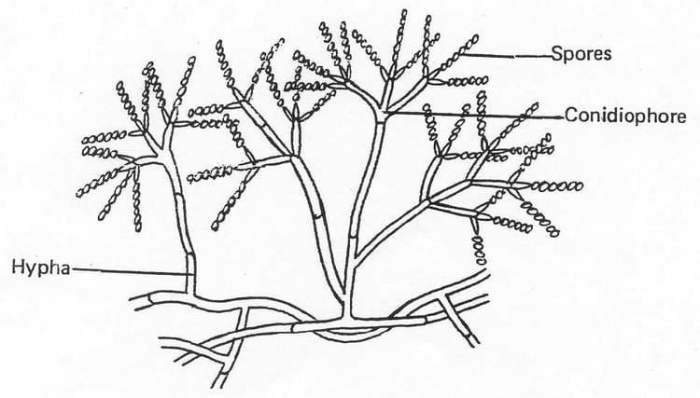 Mengapa deuteromycota disebut fungi imperfecti