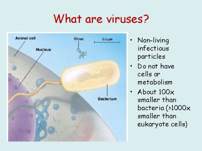 Mengapa virus tidak dapat digolongkan sebagai organisme jelaskan