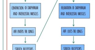 Resting vital ranges respiration physiological chart variables rch pediatric paediatric cardiac fitness rates level ecg rhythm