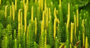 Mosses lycopodium vascular sporangia clubmoss vidro fazer vaso suculentas plantas emerging