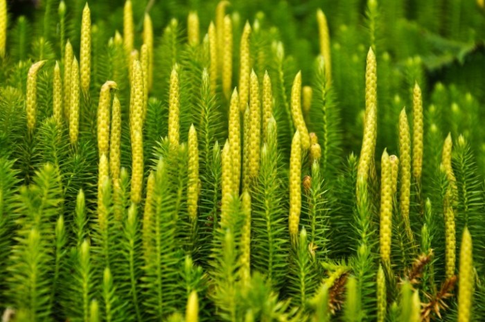 Mosses lycopodium vascular sporangia clubmoss vidro fazer vaso suculentas plantas emerging