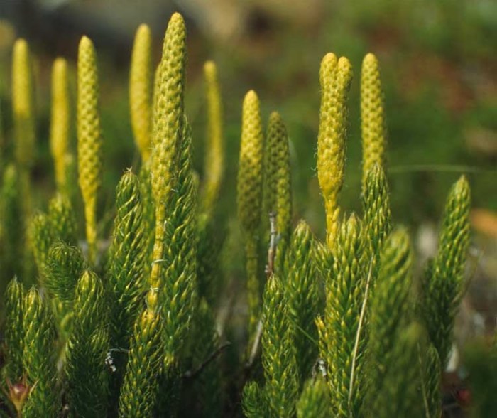 Moss lycopodium mosses