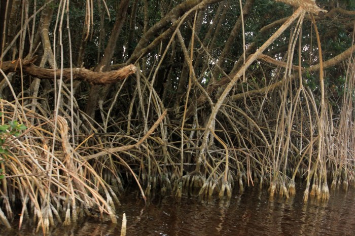 Mangrove roots rietze