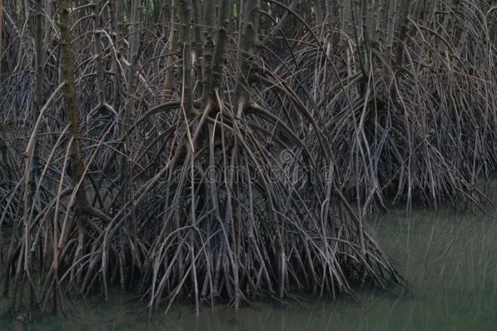 Pohon bakau memiliki akar