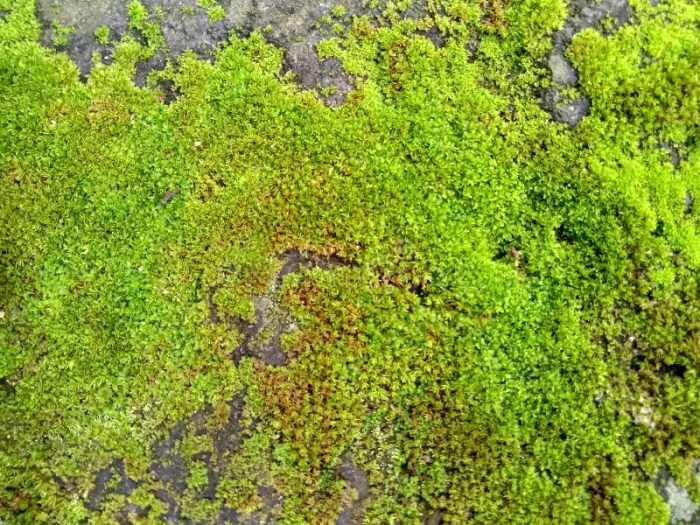 Mengapa tumbuhan lumut memerlukan habitat yang lembab