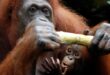 Orangutan orangutans mengenal usaha penyelamatan aktif