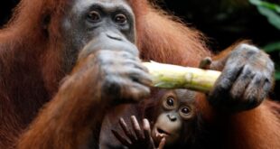 Orangutan orangutans mengenal usaha penyelamatan aktif