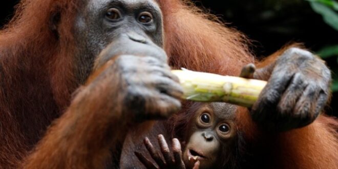 Orangutan orangutans mengenal usaha penyelamatan aktif