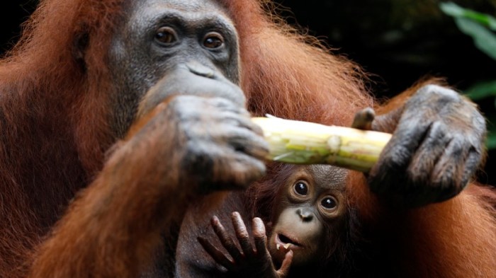 Orangutan orangutans mengenal usaha penyelamatan aktif