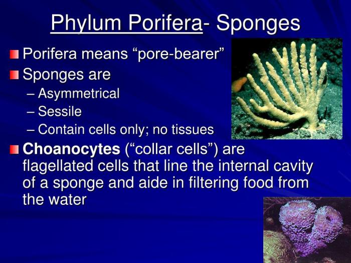 Porifera sponges sponge msnucleus types natural invertebrates under saved biological membership jh